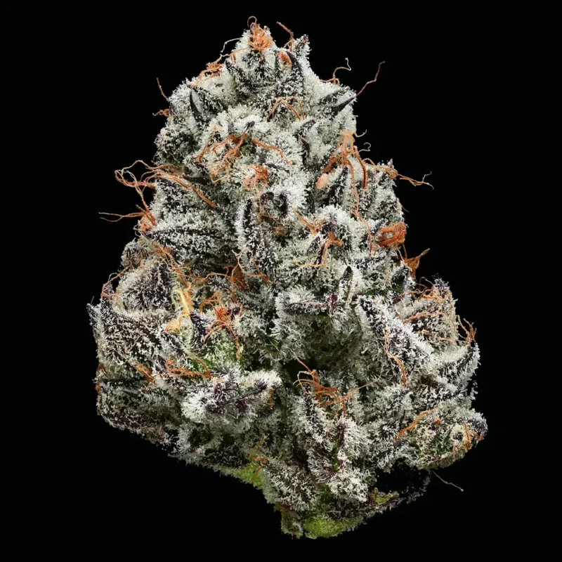 Black Cherry Gushers Strain seeds