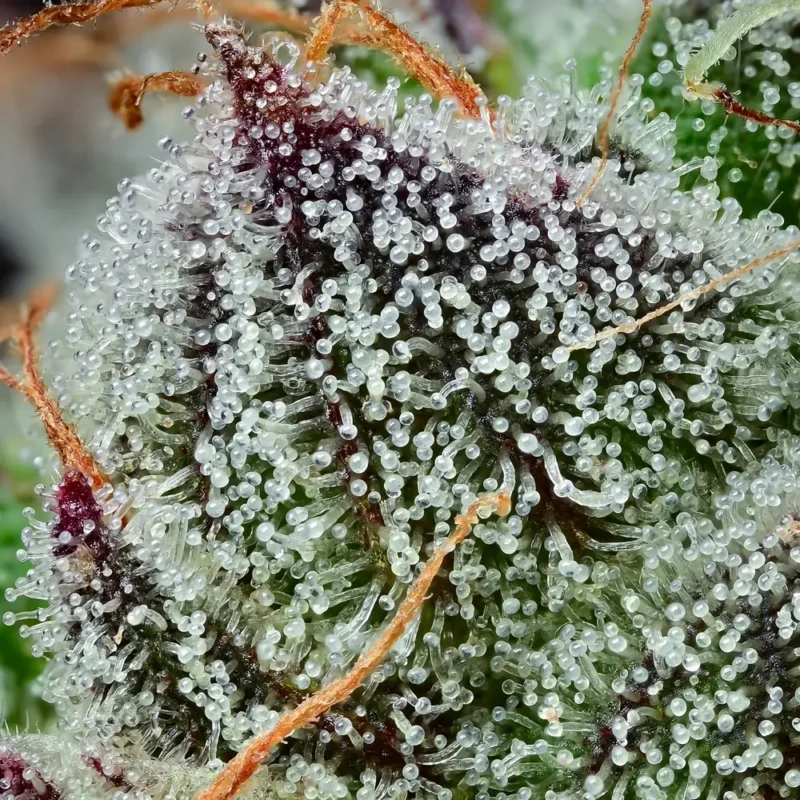Black Cherry Gushers Strain seeds
